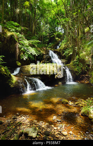 Fabelhafte Onomea fällt in Hawaii Tropical Botanical Garden auf der grossen Insel von Hawaii, USA Stockfoto