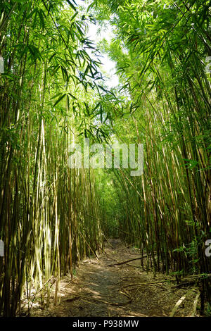 Weg durch dichten Bambuswald, zu den berühmten Waimoku fällt. Beliebte Pipiwai trail Haleakala National Park auf Maui, Hawaii, USA Stockfoto