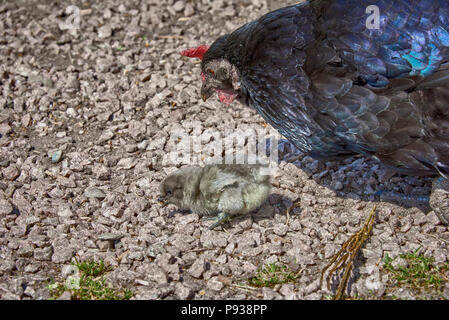 Das Highland Folk Museum (SC18) Stockfoto