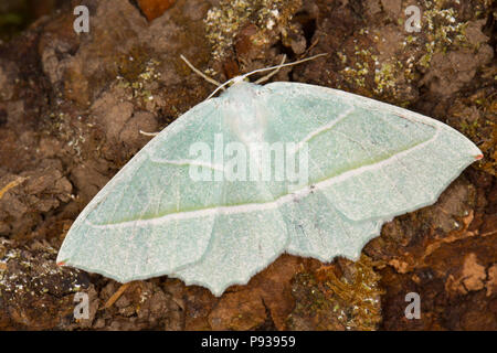 Ein Licht, Campaea margaritata Emerald Motten, die in einem Quecksilberdampf moth Trap und fotografiert vor der Freigabe gefangen wurde. Lancashire England UK GB Stockfoto