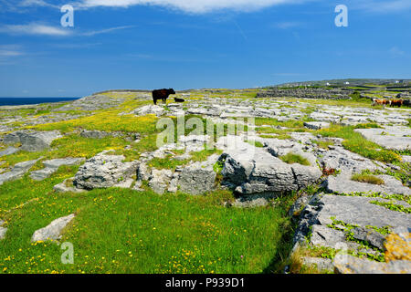 Inishmore oder Inis MOR, der größten der Aran Inseln in der Bucht von Galway, Irland. Berühmt für seine starke irische Kultur, Loyalität gegenüber der irischen Sprache, und Stockfoto