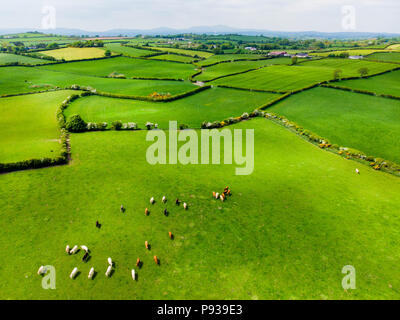 Luftaufnahme der endlose saftige Weiden und Ackerland von Irland. Schöne irische Landschaft mit grünen Wiesen und Feldern. Ländliche Landschaft. Stockfoto