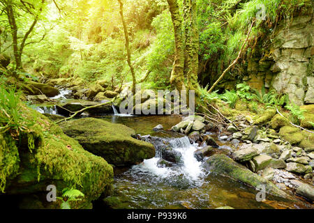 Kleine Wasserfälle in der Nähe von Torc Wasserfall, eine der beliebtesten Touristenattraktionen in Irland, in Wäldern des Killarney National Park. Stoppen Poi Stockfoto