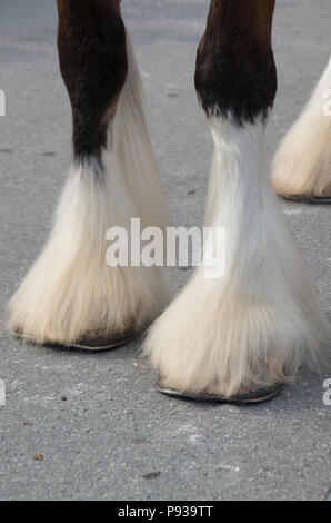 Clydesdale ist bereit, die Wagen der Budeweiser Bier Warenkorb in einer Parade in der Innenstadt von historischen New Bern, North Carolina zu ziehen Stockfoto