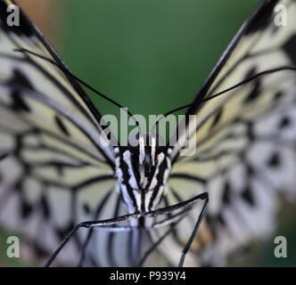 Großer Baum Nymphe Schmetterling (Idea leuconoe) Stockfoto