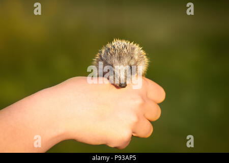 Igel sitzt auf einer Hand Stockfoto