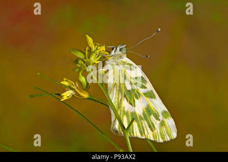 Ein Becker weiß Schmetterling, Pontia beckerii, auf einem Wildflower in Oberschenkel Wüste der zentralen Oregon. Stockfoto