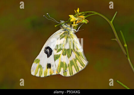 Ein Becker weiß Schmetterling, Pontia beckerii, auf einem Wildflower in Oberschenkel Wüste der zentralen Oregon. Stockfoto