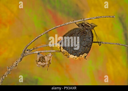 Ein trauern, Mantel, Schmetterling, Nymphalis antiopa, frisch aus seinem Kokon entstanden, nach einem 12-tägigen Verwandlung von der Raupe oder Puppe in Schmetterling Stockfoto