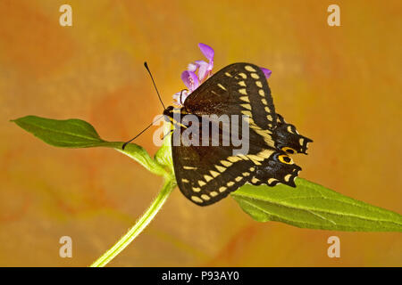 Dorsalansicht eines Indra Schwalbenschwanz Schmetterling, Papilio Indra, auf einem Wildflower im östlichen Cascade Mountains der zentralen Oregon. Stockfoto