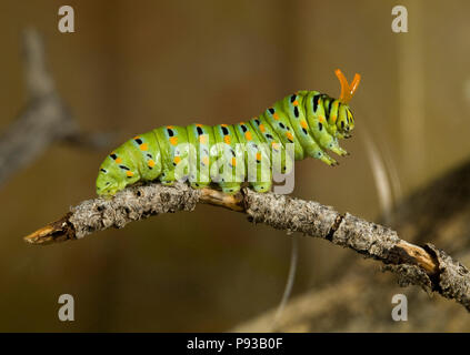 Eine Nahaufnahme der Raupe oder Larve eines Anis Swallowtail Butterfly, Papilio zelicaon, bevor Sie Verpuppt. Die gelbe Hörner sind osmeteria, fo Stockfoto