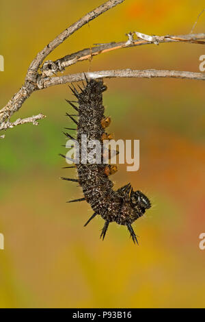 Die Raupe oder Puppe der trauernden Mantel Schmetterling, Nymphalis antiopa, sich in einen Kokon zu verpuppen. Stockfoto