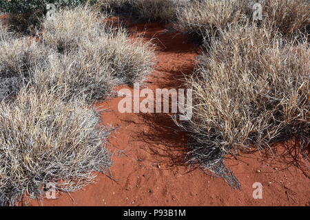 Trockene grauen Wüste Gras auf dem roten Sand im Outback, Red Centre, Northern Territory, Australien. Stockfoto