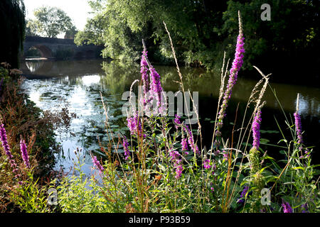 Blutweiderich (Lythrum salicaria) zunehmend durch den Fluss Avon, welford-on-Avon, Warwickshire, England, Großbritannien Stockfoto