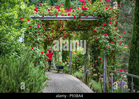 Meran (Bozen), Südtirol, Italien - Juni 27, 2018: Männlich professionelle Gärtner ordnet rote Rose Pflanzen am Trauttmandorff Garten in Meran Stockfoto