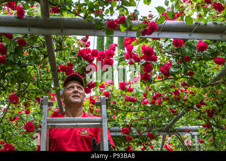 Männliche professionelle Gärtner ordnet rote Rose Pflanzen am Trauttmandorff Garten in Meran, Südtirol, Italien Stockfoto