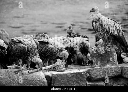 Die Menschen sind tot feierlich zerschnitten und an die Geier verfüttert, die von Mönchen in den HIMMEL GRABSTÄTTEN - DRIGUNG KLOSTER, Tibet Stockfoto