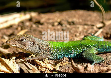 Giant ameiva ameiva ameiva (); Kopie in Freiheit genommen Stockfoto