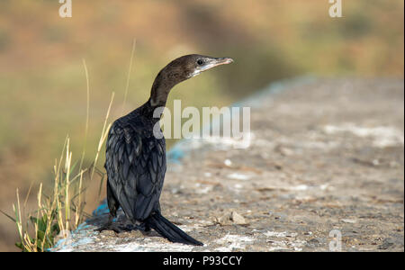 Kormoran schwarz glänzenden Stockfoto