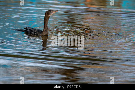 Kormoran schwarz glänzenden Stockfoto