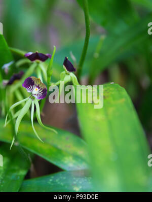 Black Orchid, die nationale Blume von Belize. Stockfoto