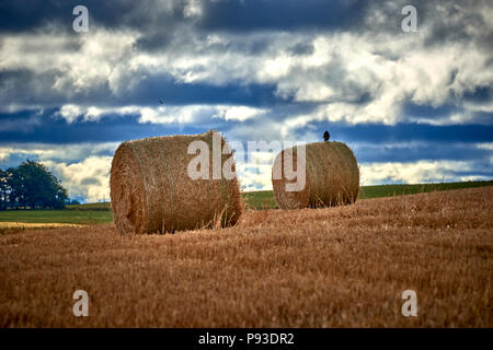 Die Schottischen Highlands (SC18) Stockfoto