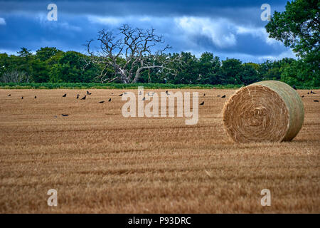 Die Schottischen Highlands (SC18) Stockfoto