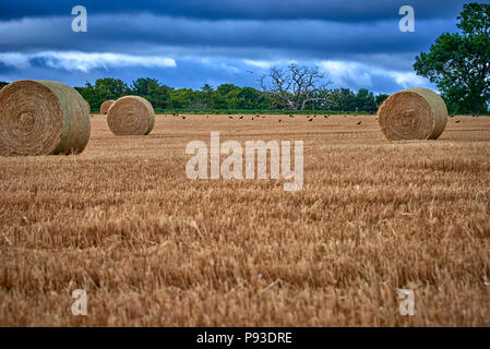 Die Schottischen Highlands (SC18) Stockfoto