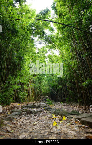 Weg durch dichten Bambuswald, zu den berühmten Waimoku fällt. Beliebte Pipiwai trail Haleakala National Park auf Maui, Hawaii, USA Stockfoto