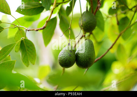 Bündel frische Avocados auf eine Avocado Baum im sonnigen Garten, Hawaii, USA Reifung Stockfoto