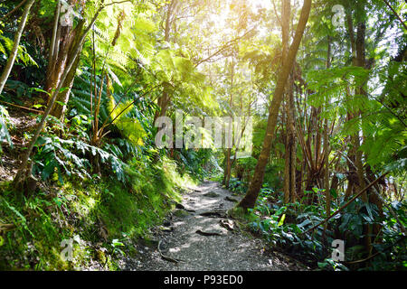 Kilauea Iki Trail im Volcanoes National Park in der Großen Insel von Hawaii. Weg führt durch üppigen Regenwald entlang des Randes des Kilauea Iki und unten zu ihm Stockfoto