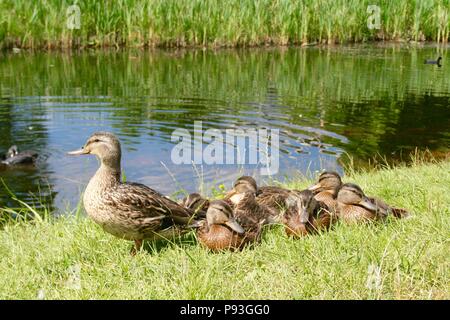 Schöne süße kleine Enten wärmen Sie sich in der Sonne auf dem Grün frisches Gras von der Mutter geschützt Stockfoto