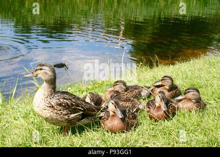 Schöne süße kleine Enten wärmen Sie sich in der Sonne auf dem Grün frisches Gras von der Mutter geschützt Stockfoto