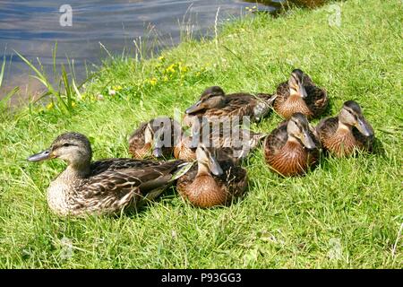 Schöne süße kleine Enten wärmen Sie sich in der Sonne auf dem Grün frisches Gras von der Mutter geschützt Stockfoto