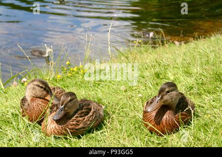 Schöne süße kleine Enten wärmen Sie sich in der Sonne auf der Grünen frische Gras Stockfoto