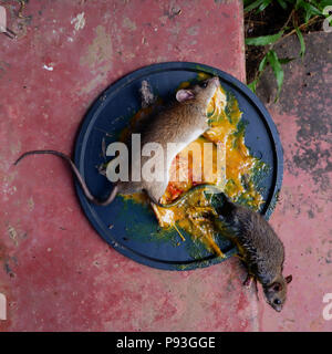 Sterbende Ratten Stick auf Leim trap Stockfoto