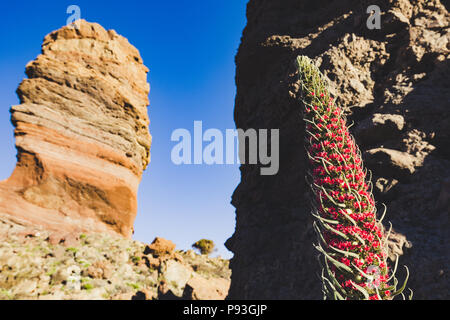 Roque Cinchado Einzigartige Felsformation und endemische Pflanze Tajinaste Rojo (Echium wildpretii). Nationalpark Teide, Teneriffa, Kanarische Inseln, Spanien. Stockfoto