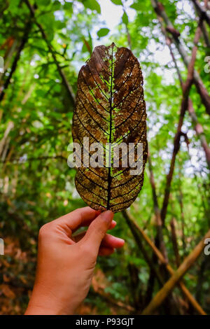 Hand mit einem maple leaf mit Rauch in der Sonne. Blatt in der Hand in der sonnigen Wald. Stockfoto