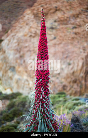 Endemische schöne Blume Tajinaste Rojo (Echium wildpretii) auf felsigem Untergrund. Nationalpark Teide, Teneriffa, Kanarische Inseln, Spanien. Stockfoto