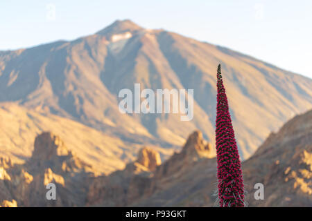 Endemische schöne Blume Tajinaste Rojo (Echium wildpretii) mit dem Gipfel des Pico del Teide Vulkan im Hintergrund. Nationalpark Teide, Teneriffa, Kanaren, ICH Stockfoto