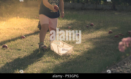 Süße kleine Mädchen holen die Apple auf Garten und legen Sie sie in den Warenkorb. Stockfoto