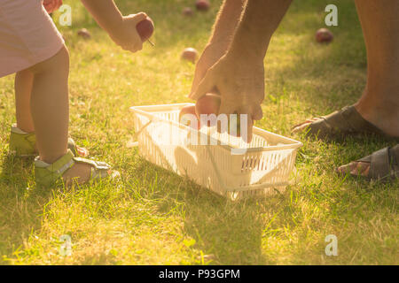 Süße kleine Mädchen holen die Apple auf Garten mit ihrem Großvater, und legen Sie sie in den Warenkorb. Stockfoto