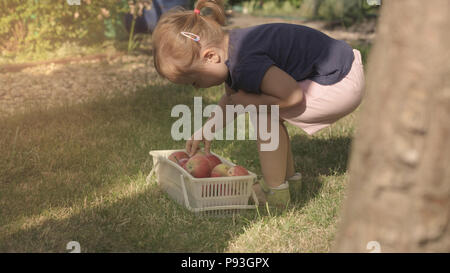 Süße kleine Mädchen holen die Apple auf Garten und legen Sie sie in den Warenkorb. Stockfoto