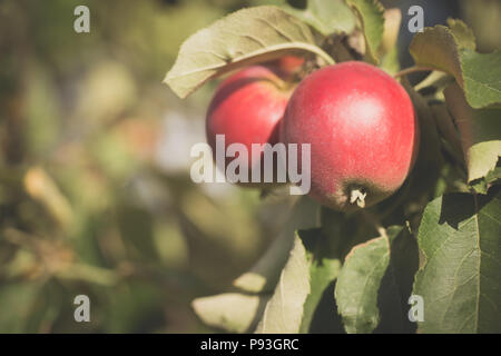 Zwei rote frischen Apfel hängen am Apfelbaum im Garten. Stockfoto