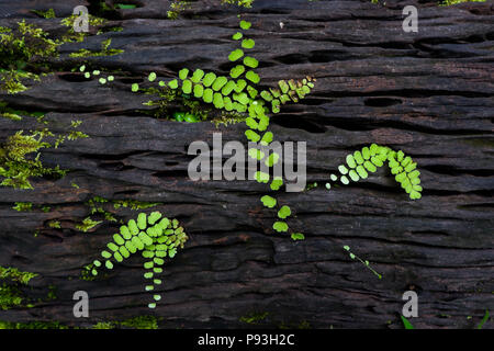 Maidenhair fern. Asplenium thunbergii Kuntze, pflanze Hintergrund Stockfoto