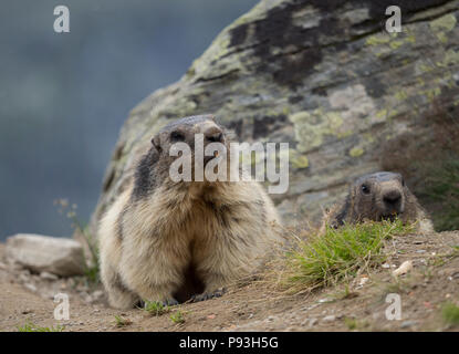 Murmeltiere in Saas-Fee Stockfoto