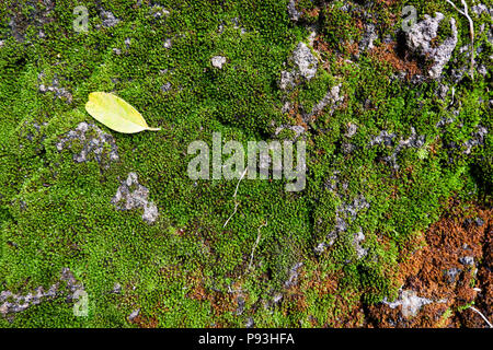 Nahaufnahme einer Baumrinde Textur mit einem Moos. Rot Moos auf einem Baum. Die Rinde des Baumes ist mit einem orange Moos bedeckt. Dies ist keine gewöhnliche Moss. Stockfoto