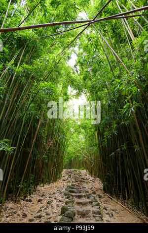 Weg durch dichten Bambuswald, zu den berühmten Waimoku fällt. Beliebte Pipiwai trail Haleakala National Park auf Maui, Hawaii, USA Stockfoto