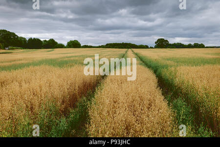 Blick über Feld von Hafer mit Bäumen am Horizont unter blauem Himmel und Peitschen von Wolken im Sommer in Beverley, Yorkshire, UK. Stockfoto