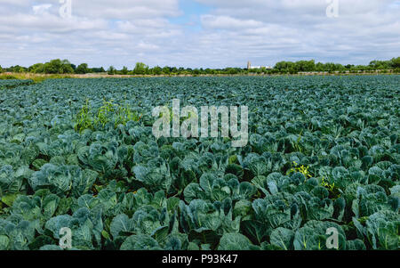 Blick über den Bereich der Rosenkohl mit minster auf Horizont an einem schönen Sommermorgen, Beverley, Yorkshire, UK. Stockfoto